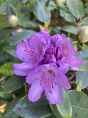Rhododendron ponticum