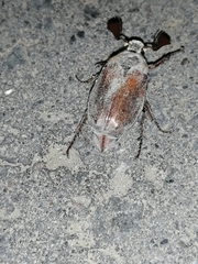 Melolontha hippocastani