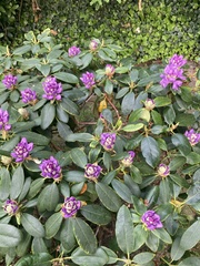 Rhododendron ponticum