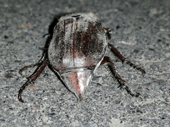 Melolontha hippocastani