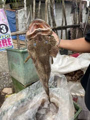 Epinephelus coioides