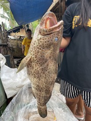 Epinephelus coioides