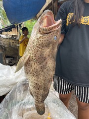 Epinephelus coioides