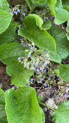 Trachystemon