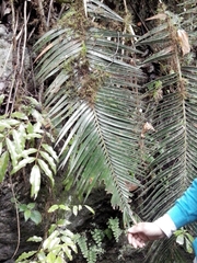 Ceratozamia