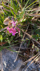 Lathyrus linifolius