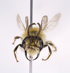 Andrena perplexa