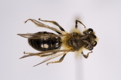 Andrena perplexa