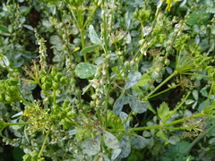 Melilotus italicus