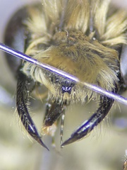 Andrena perplexa