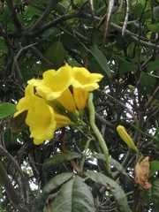 Cascabela thevetioides