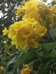 Cascabela thevetioides