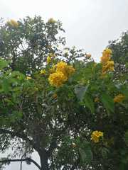 Cascabela thevetioides