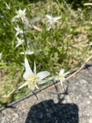 Rhynchospora colorata