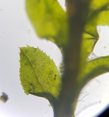 Leptodontium flexifolium