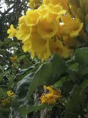 Cascabela thevetioides