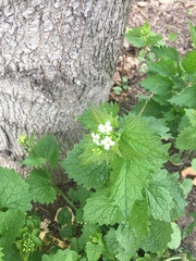 Alliaria petiolata