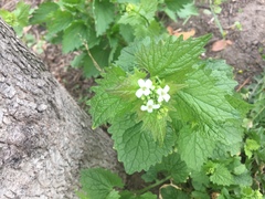 Alliaria petiolata