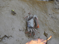 Uca maracoani