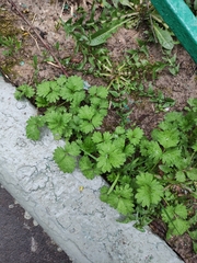 Potentilla norvegica