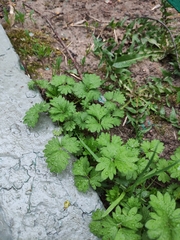 Potentilla norvegica