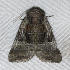 Meropleon ambifusca