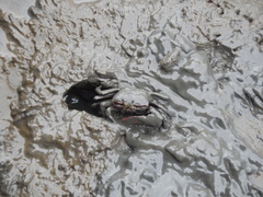 Uca maracoani