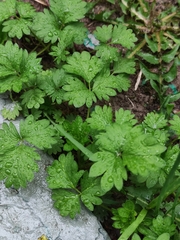 Potentilla norvegica