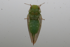 Cicadellidae