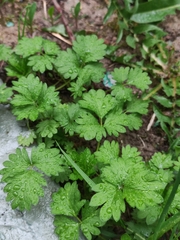 Potentilla norvegica