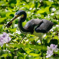 Egretta tricolor
