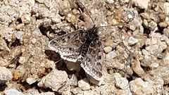 Metaxmeste phrygialis