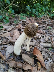 Phallus indusiatus