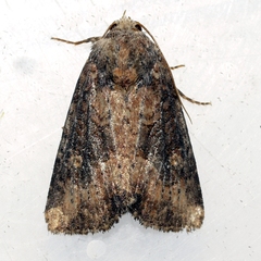 Mesapamea fractilinea