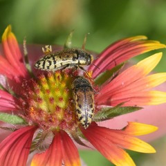 Acmaeodera mixta