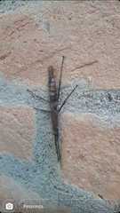 Pygirhynchus toledopizai