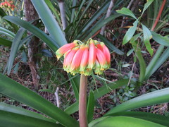 Clivia gardenii