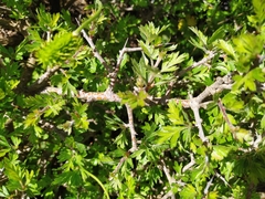 Crataegus laciniata