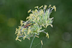 Oedemera nobilis