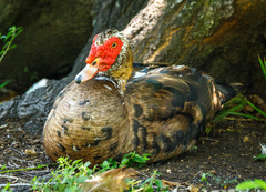 Cairina moschata domestica
