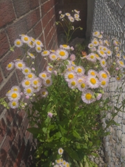 Erigeron philadelphicus