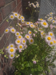 Erigeron philadelphicus