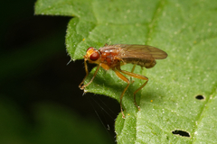 Norellisoma spinimanum