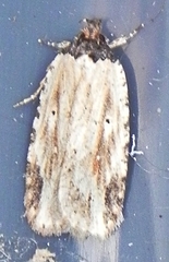 Agonopterix atrodorsella