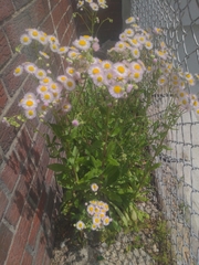 Erigeron philadelphicus