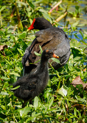 Gallinula galeata