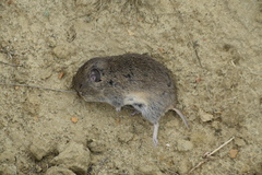 Microtus socialis