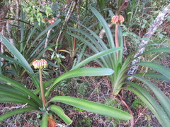 Clivia gardenii