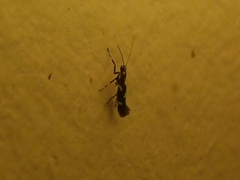 Calybites phasianipennella