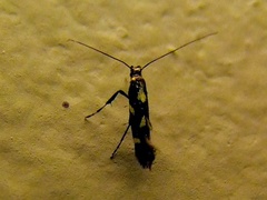 Calybites phasianipennella